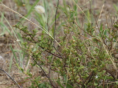 Hermannia multiflora