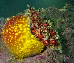 Pseudocolochirus violaceus