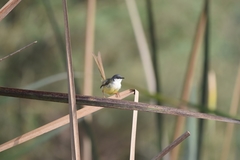 Prinia flaviventris