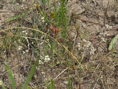 Moraea fugax