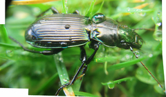 Megadromus antarcticus