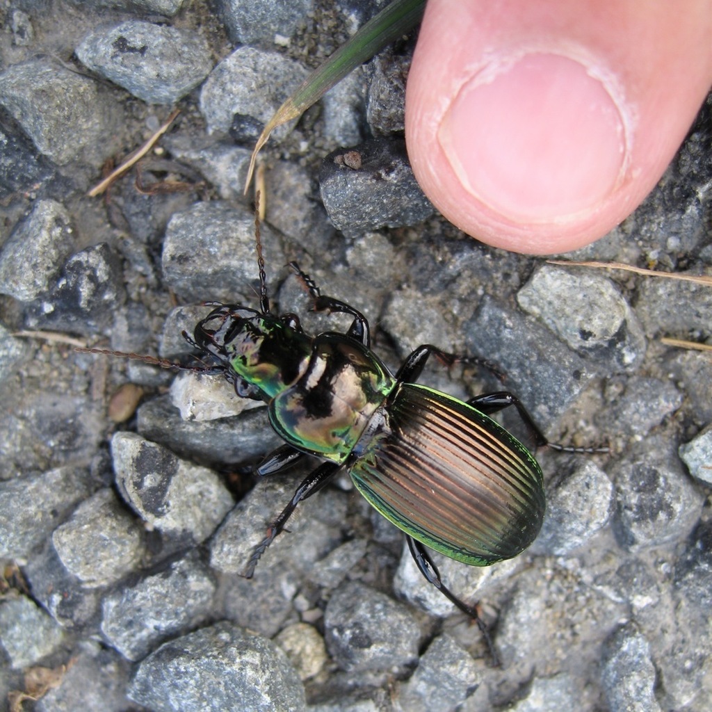 Megadromus
