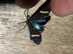 Aclytia gynamorpha