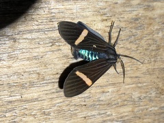 Aclytia gynamorpha
