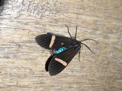 Aclytia gynamorpha