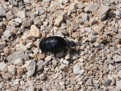 Meloe erythrocnemus