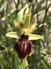 Ophrys sphegodes sphegodes