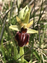 Ophrys sphegodes sphegodes