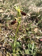 Ophrys sphegodes sphegodes