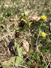 Ophrys sphegodes sphegodes