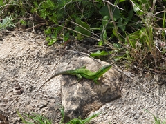 Podarcis waglerianus