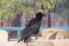 Corvus capensis