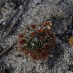 Drosera trichocaulis