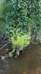 Physostegia leptophylla