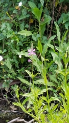 Physostegia leptophylla