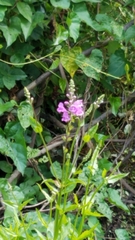 Physostegia leptophylla