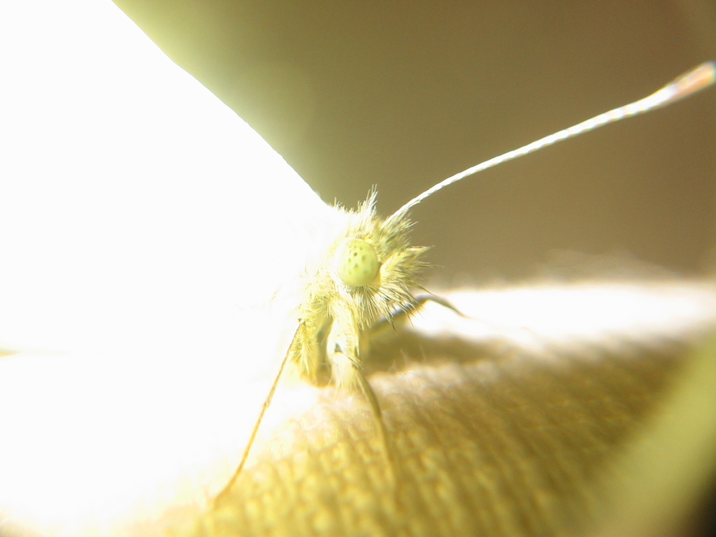 Cabbage white (Pieris rapae)