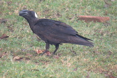 Corvus crassirostris