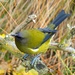 New Zealand Bellbird - Photo (c) dubh, some rights reserved (CC BY-NC), uploaded by dubh