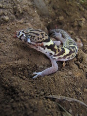 Coleonyx mitratus