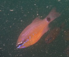 Ostorhinchus fleurieu