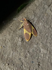 Trichromia pectinata