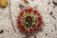 Drosera trichocaulis