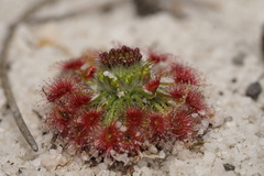 Drosera trichocaulis