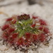 Drosera trichocaulis - Photo (c) Dustyn and Catherine, some rights reserved (CC BY-NC), uploaded by Dustyn and Catherine