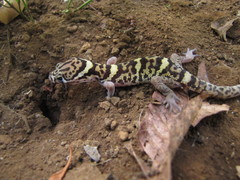 Coleonyx mitratus