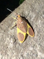 Trichromia pectinata