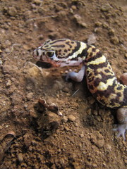 Coleonyx mitratus