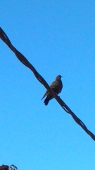 Columba livia