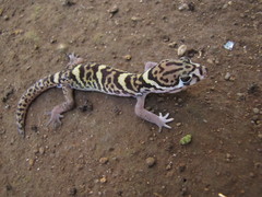 Coleonyx mitratus