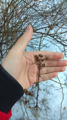 Physocarpus opulifolius