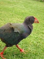 Porphyrio hochstetteri