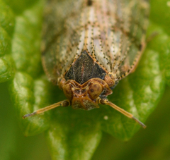 Tachycixius pilosus