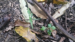 Parsonsia capsularis