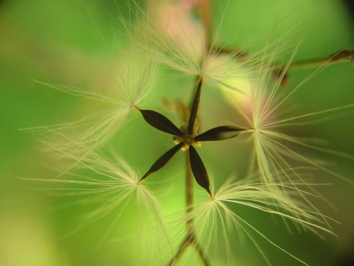 Miškinė zuiksalotė nuotrauka