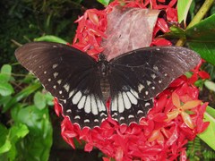 Papilio menatius victorinus