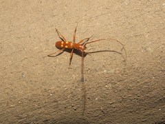 Asynapteron glabriolum