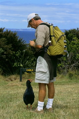 Porphyrio hochstetteri