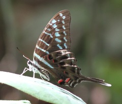 Graphium colonna