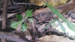 Parsonsia capsularis