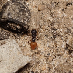 Meranoplus dimidiatus