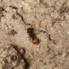 Meranoplus dimidiatus