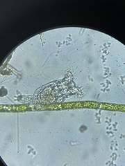 Philodina megalotrocha