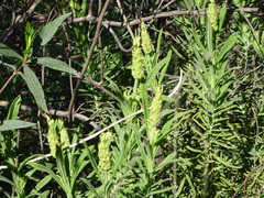 Lavandula viridis