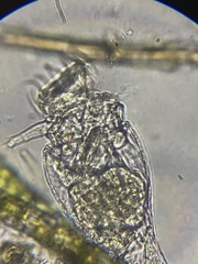 Philodina megalotrocha