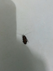 Blattoidae